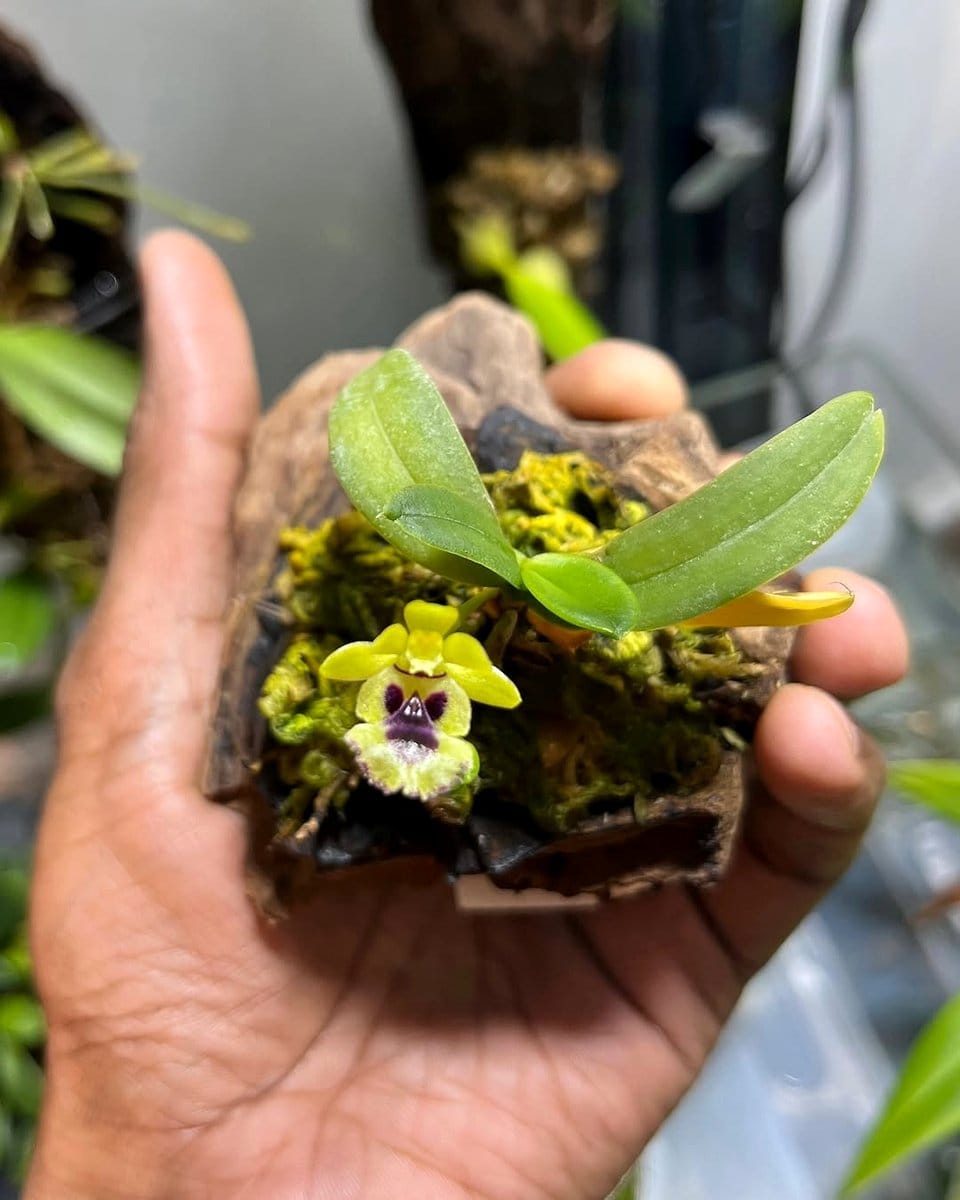 small yellow Haraella Retrocalla flower