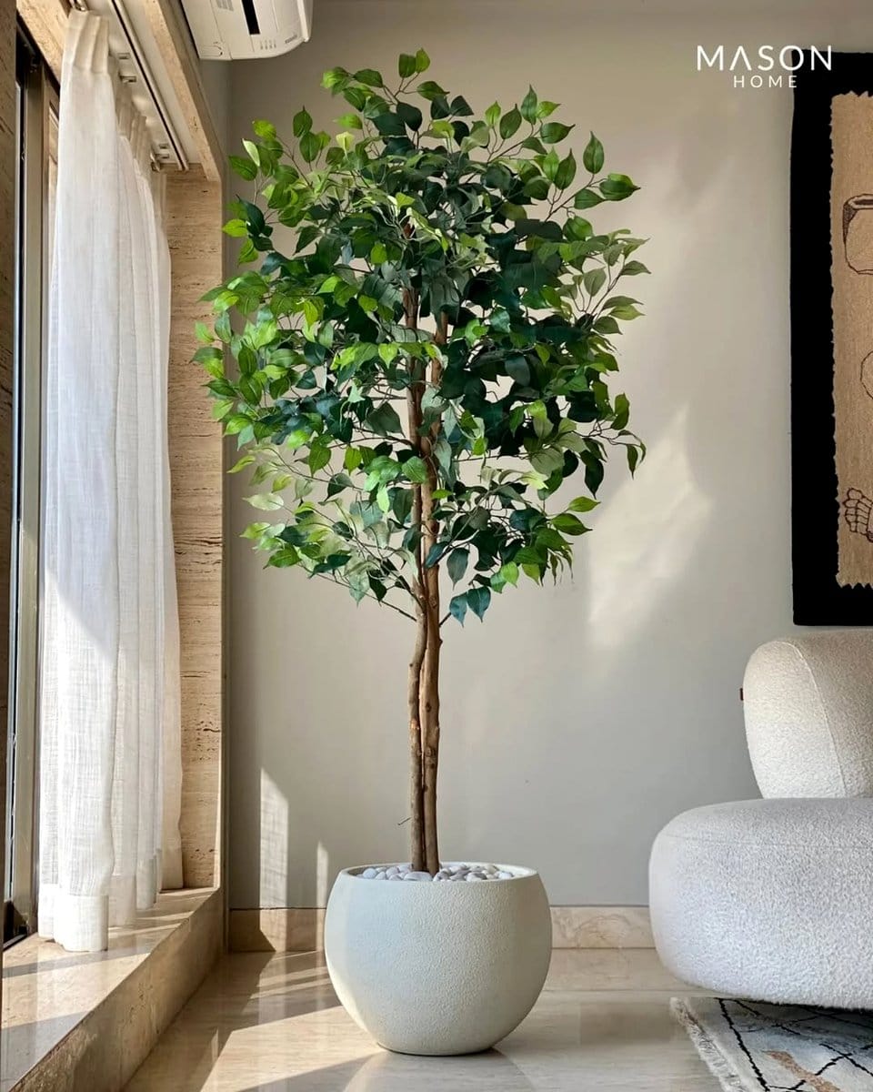 Bonsai tree with compass rose accents