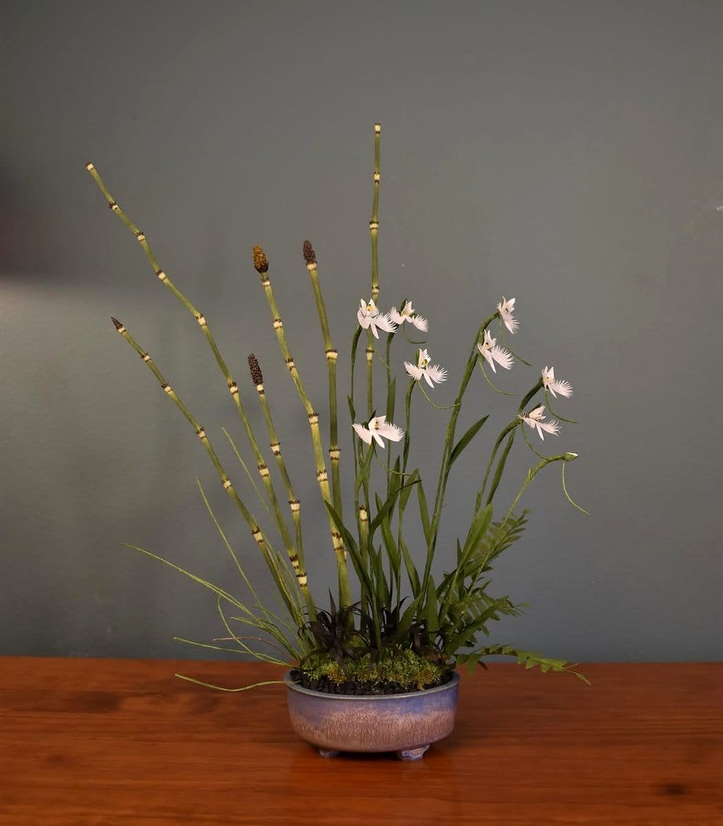 horsetail reed in a minimalist vase