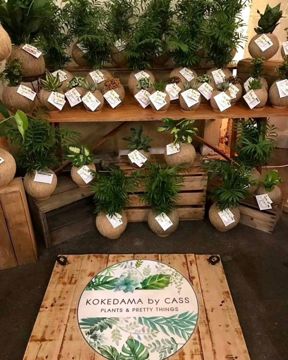 minimalist room with kokedama