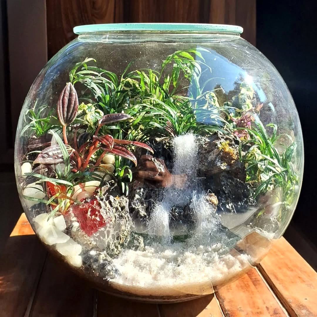 Unique glass terrarium with glacier blue ice plant arrangement