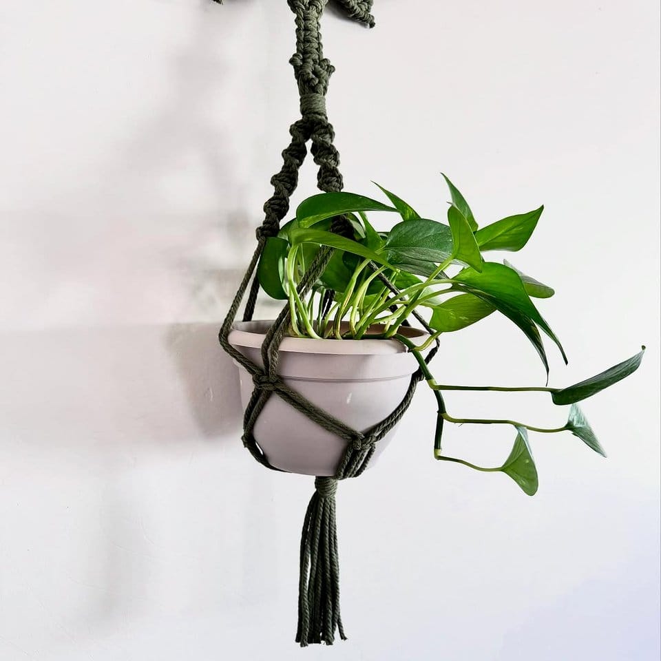 Intricate macramé plant hanger with desert tapestry backdrop