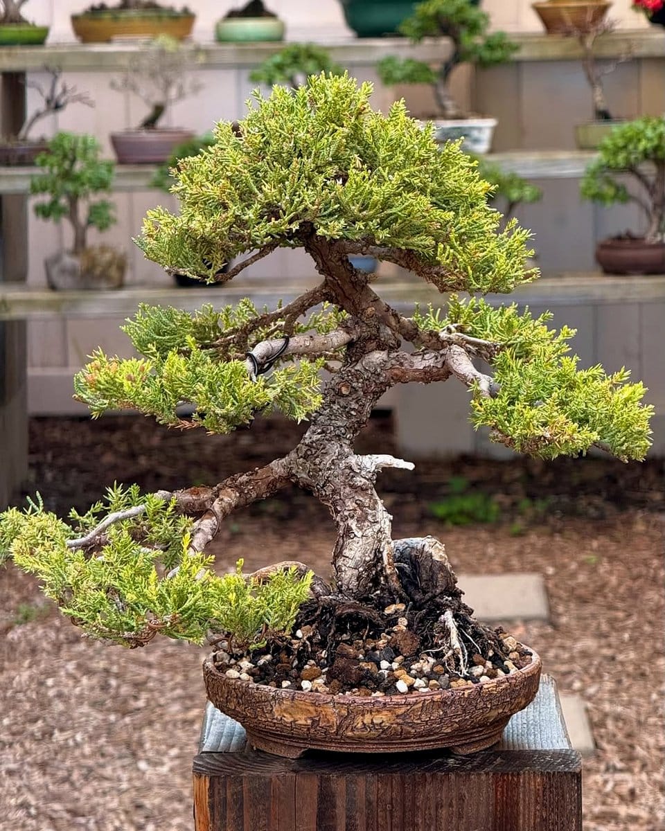 small zen garden with bonsai tree