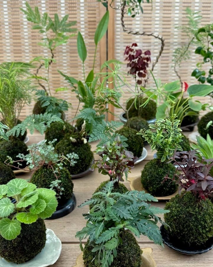Zen garden with geometric plant pots