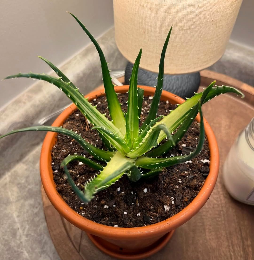 aloe vera in terra-cotta pot on sunny windowsill