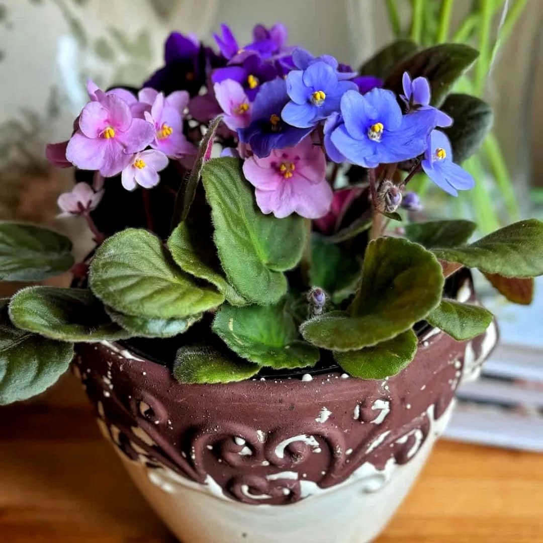 african violet in ceramic pot