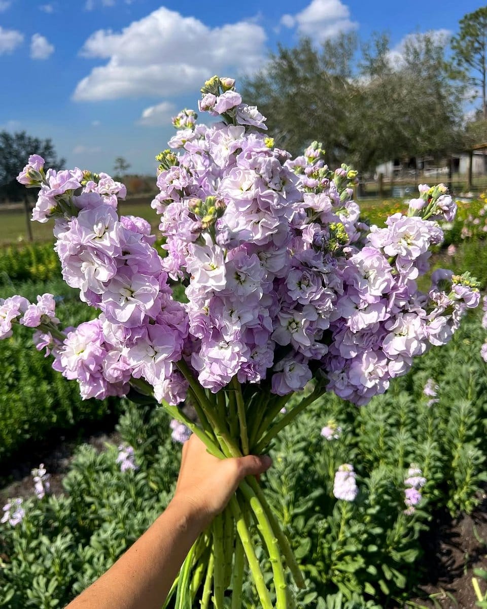 lavender flowers in bloom