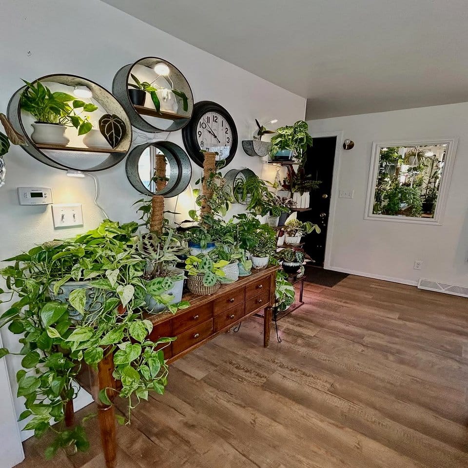 Enchanting tapestry plant canopy setup