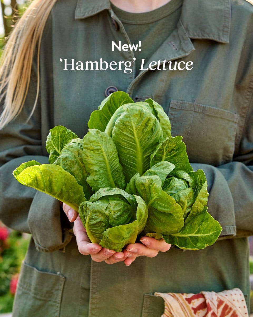 mixed lettuce in shallow planter