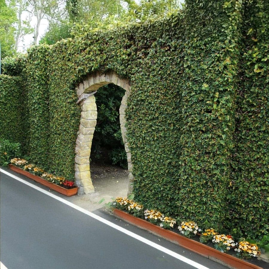creeping fig covering a small wall