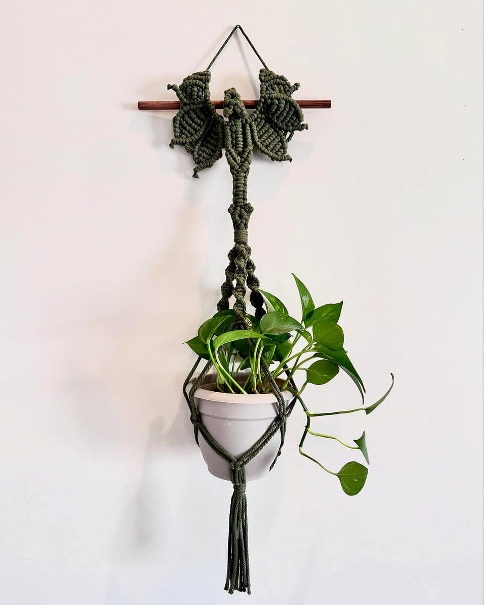 macramé hangers with cascading succulents