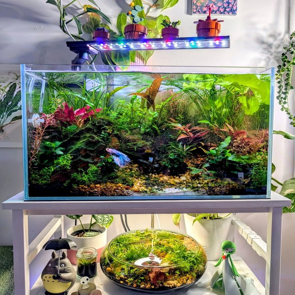 Unique aquarium with glowing moss accents