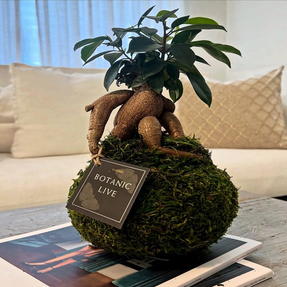 Moss-covered natural tree stump
