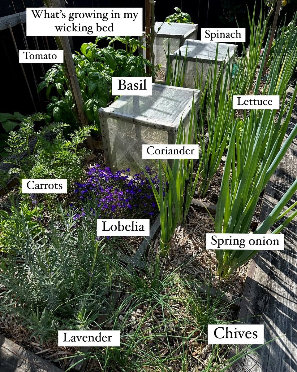 natural pest deterrent in garden