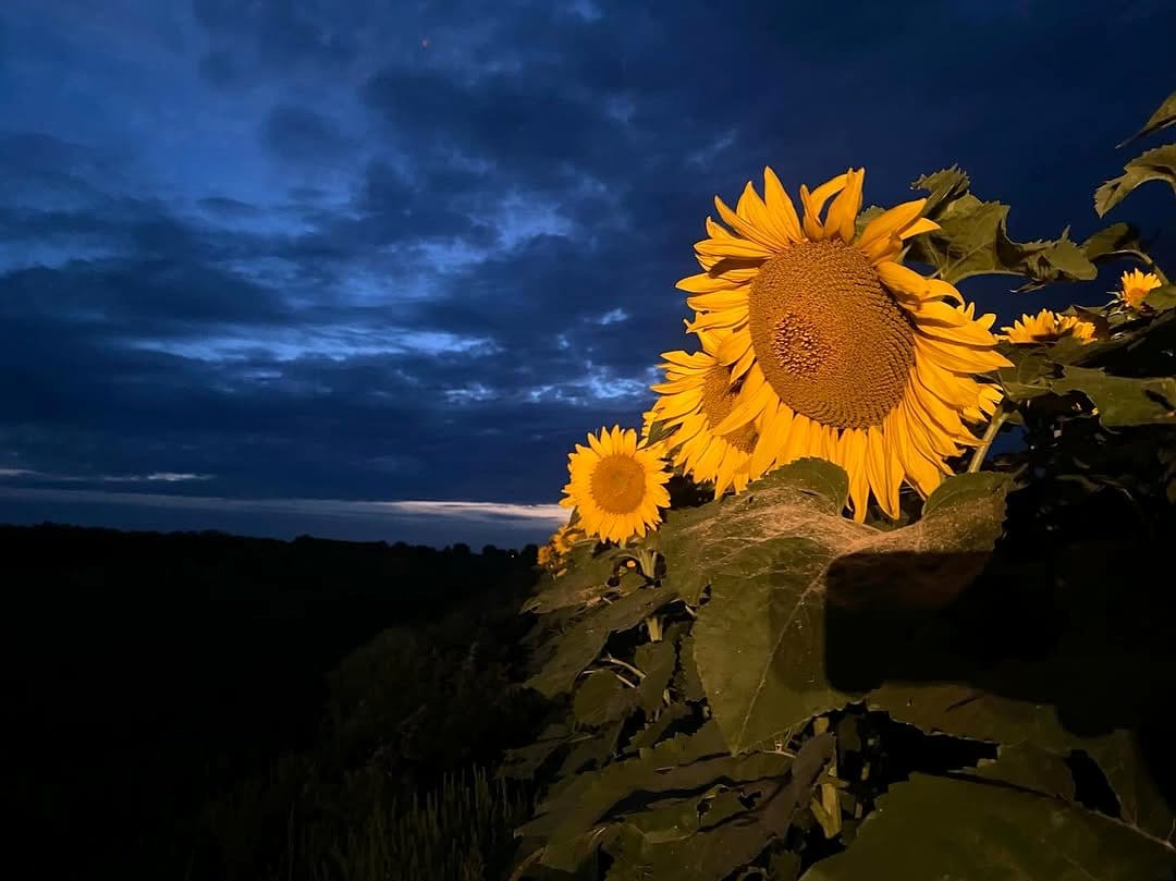 Small grain silo with wildflowers