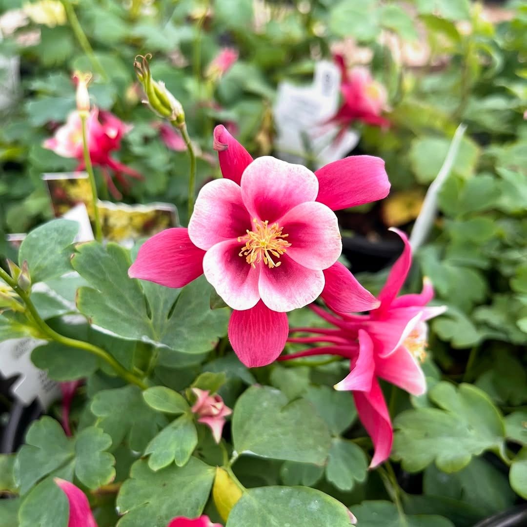 columbine in shaded container
