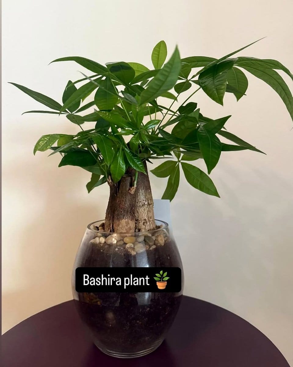 bamboo stalks in glass vase