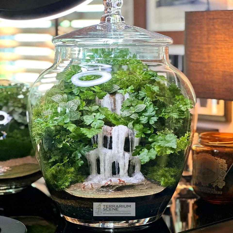 Crystal-clear glass bubble terrariums with succulents