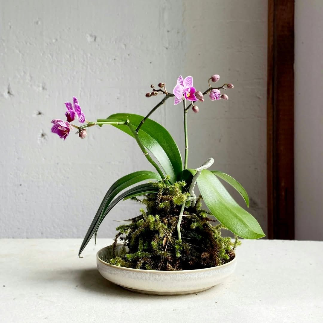 blooming orchid kokedama on table