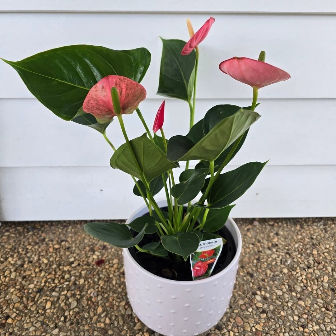 Vibrant anthurium in decorative vase