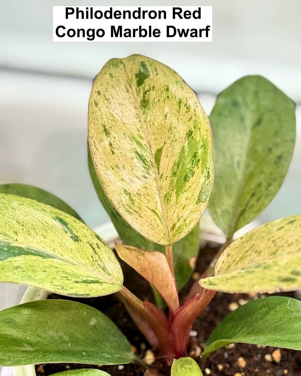 philodendron congo apple with apple-green leaves