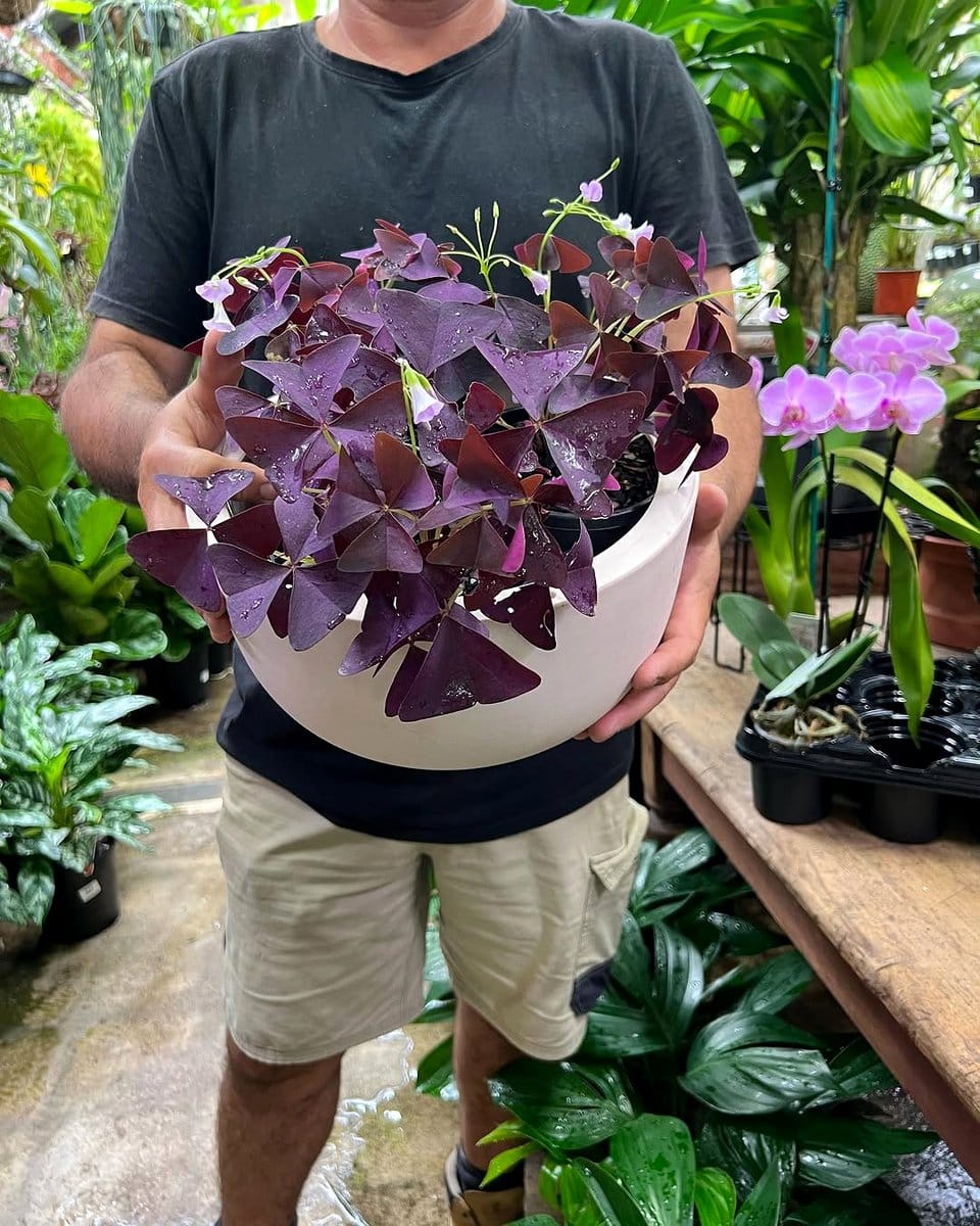 oxalis with purple leaves