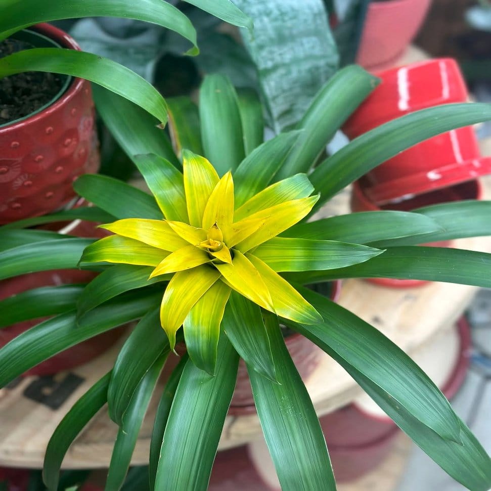 Red bromeliad cluster with Persian inspiration