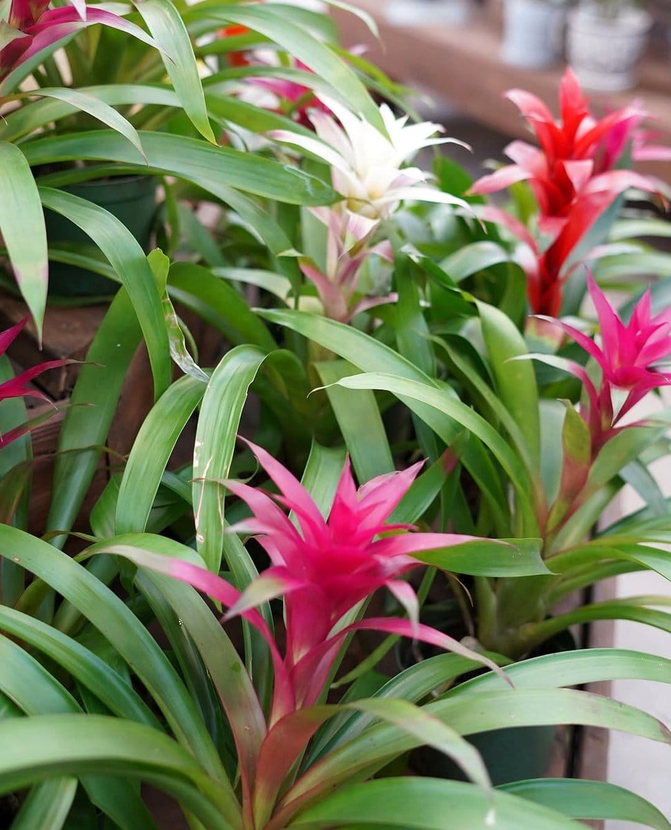 bromeliad with bright bloom on exotic windowsill