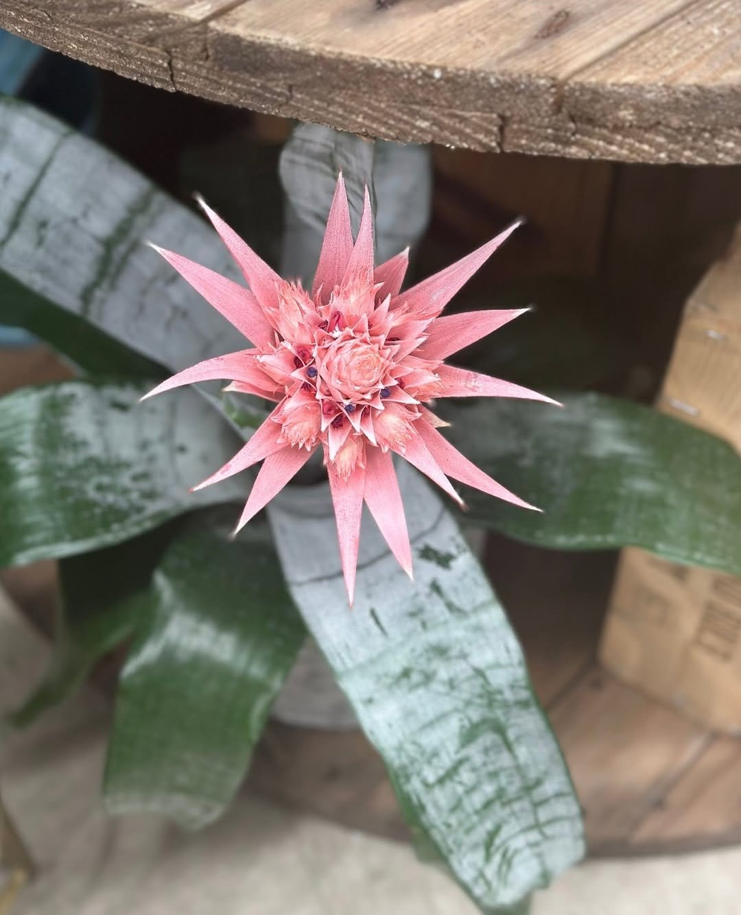 Vibrant bromeliads with terracotta plant nanny