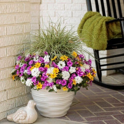 creeping jenny in a window box