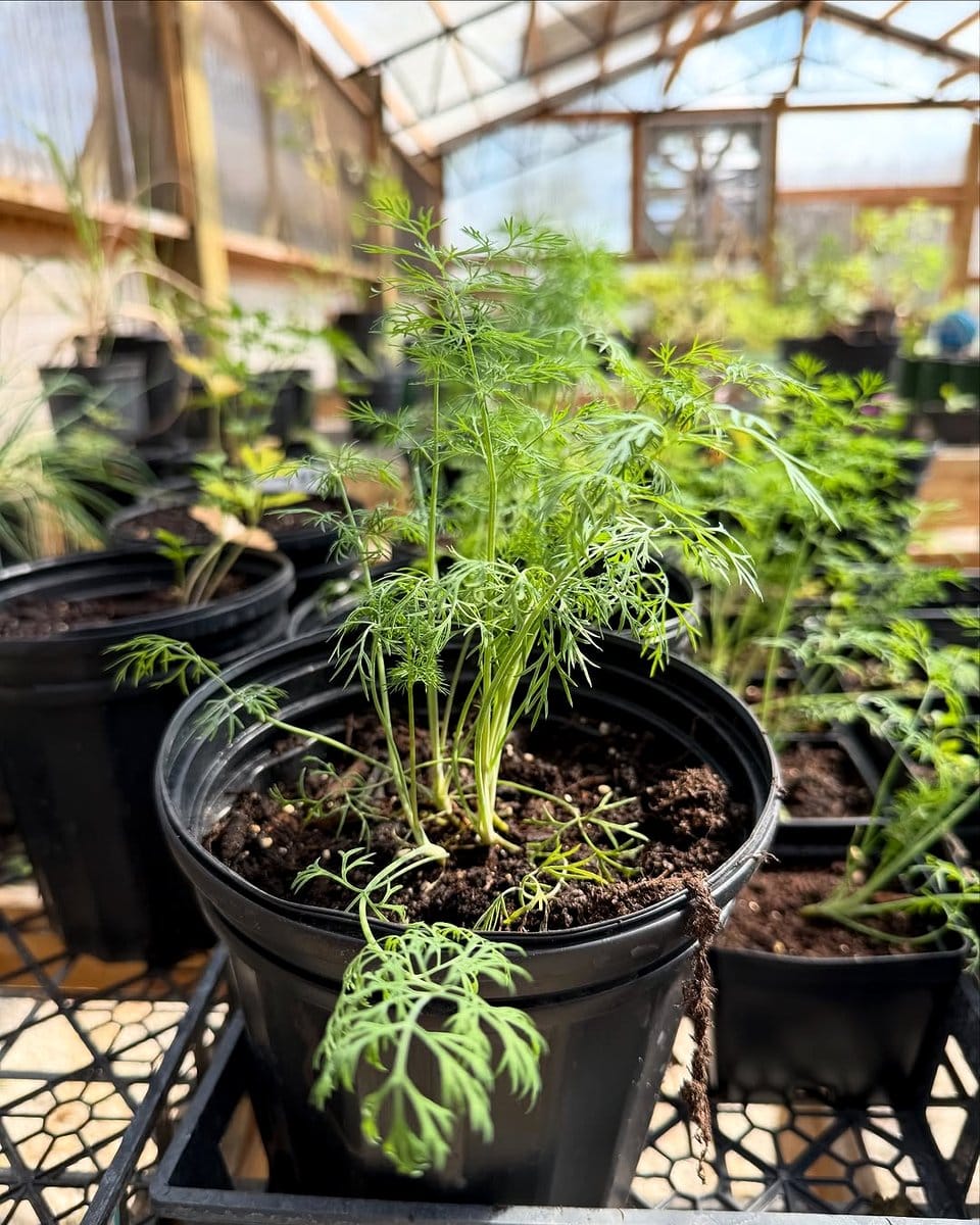 fennel plant in black pot