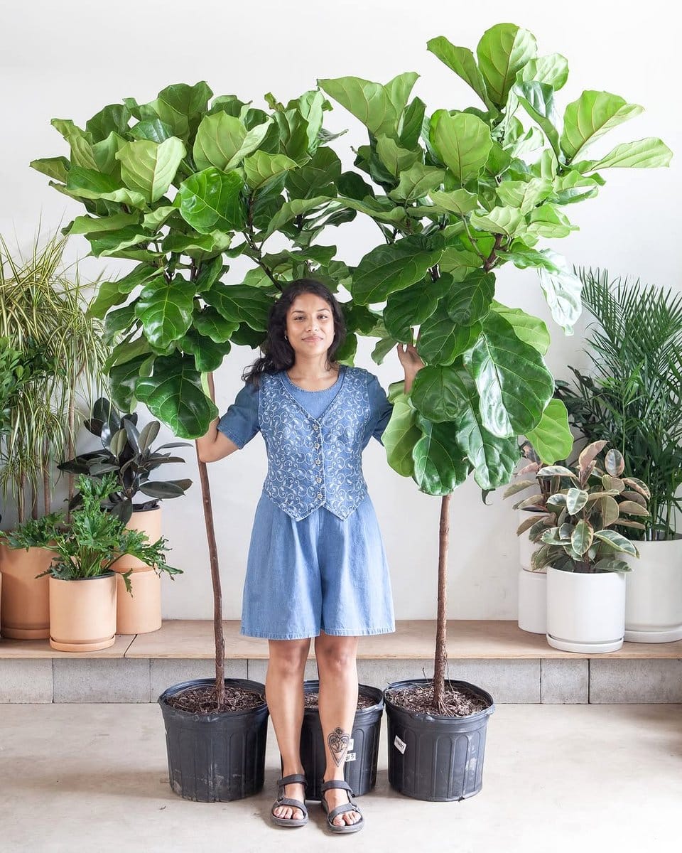 indoor palm collection near window