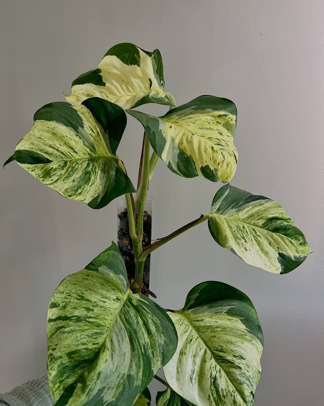 Soft manjula pothos in a chic glass vase
