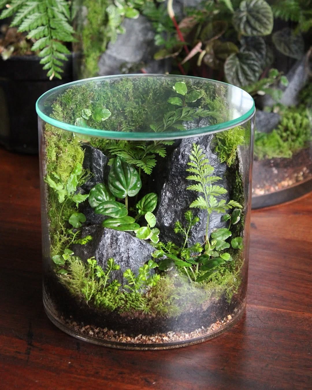Stylish terrariums with moss and pebbles