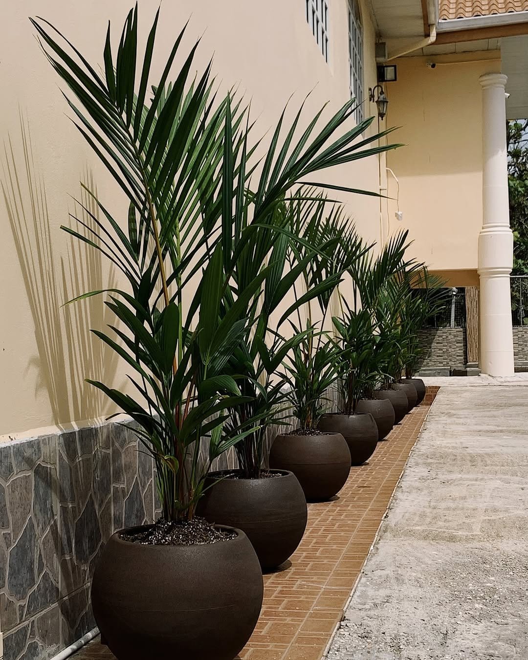 Tall rattan stands with potted palms