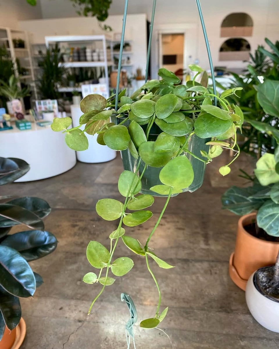 ivy and creeping fig in hanging basket