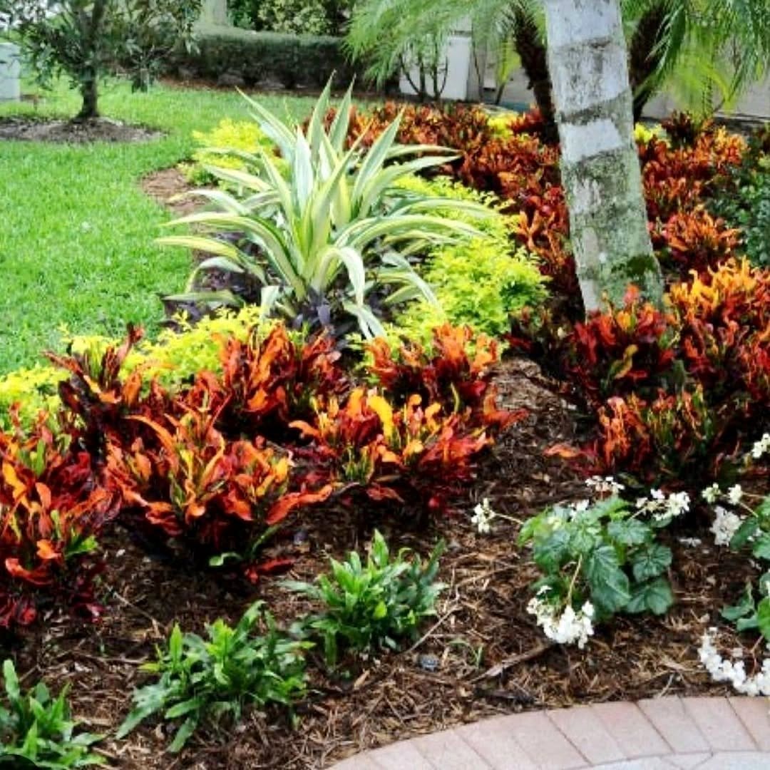 Croton with colorful foliage