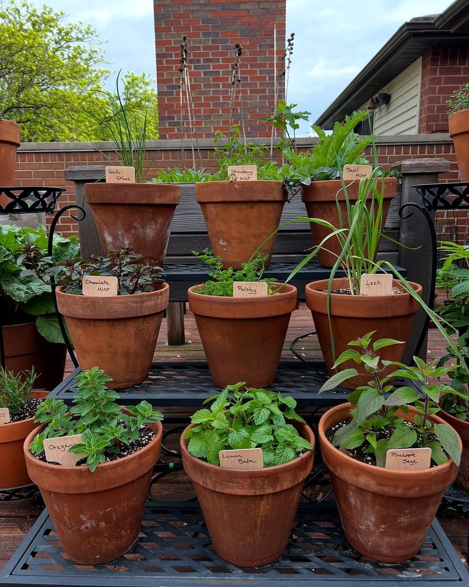 marjoram plant in terracotta planter