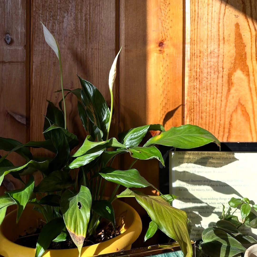 single peace lily on a wooden shelf