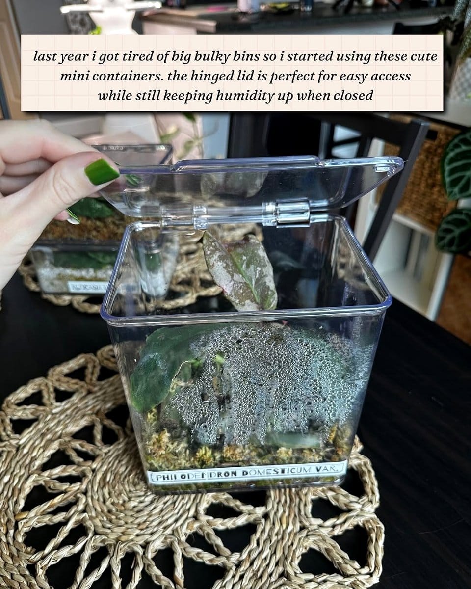 macrame plant hanger with fern