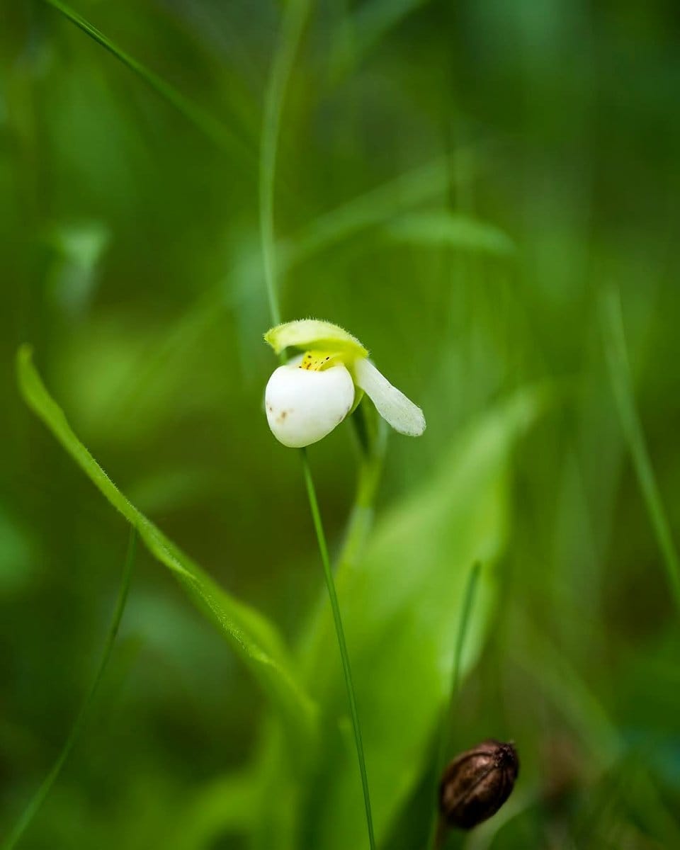 rare orchid on display stand
