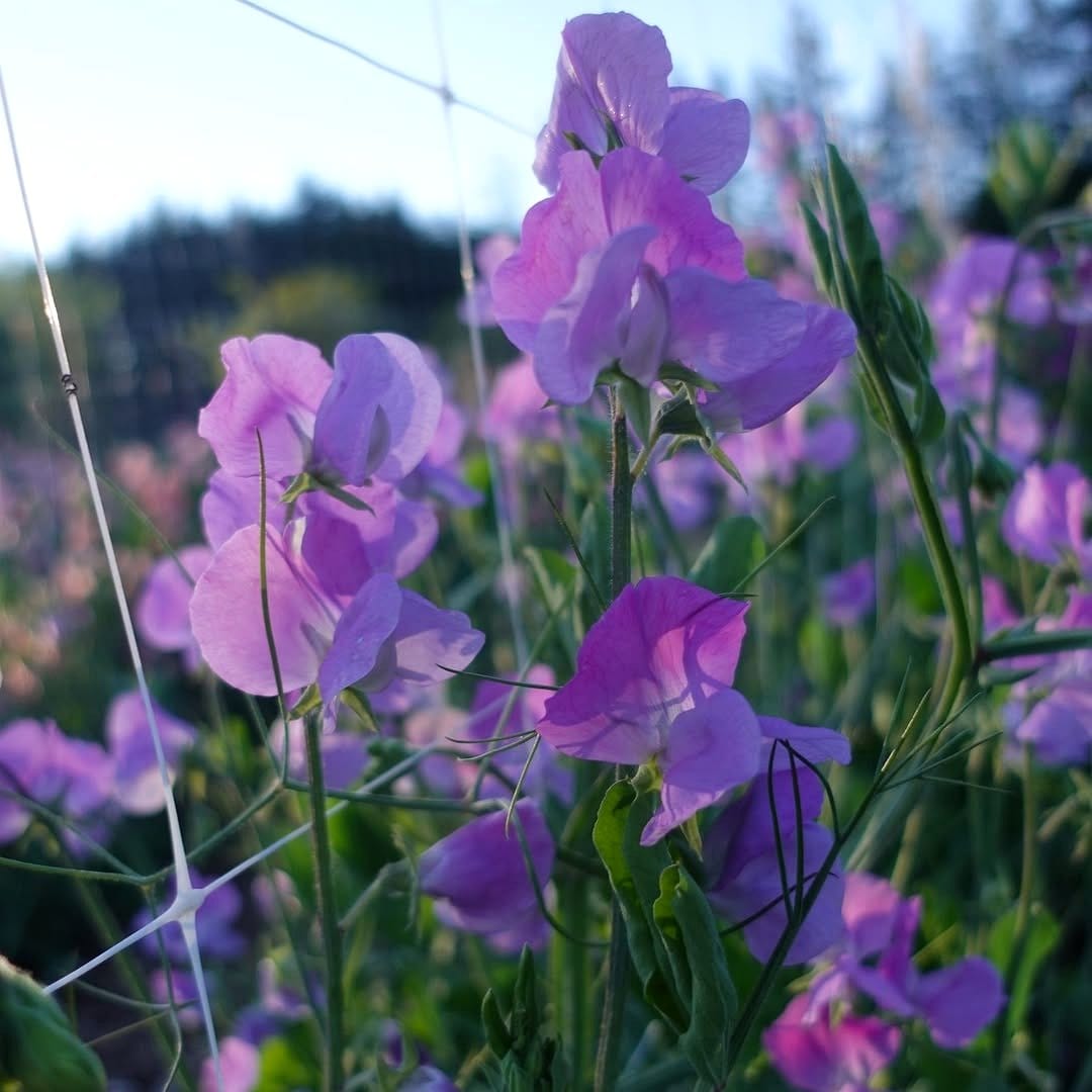 vibrant sweet pea blooms on lattice