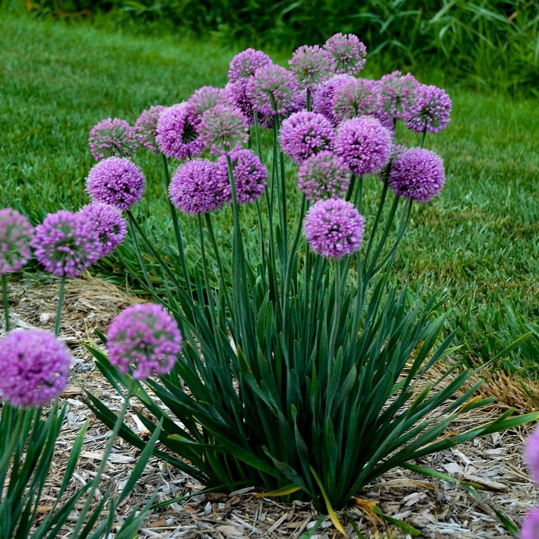 allium flowers in garden