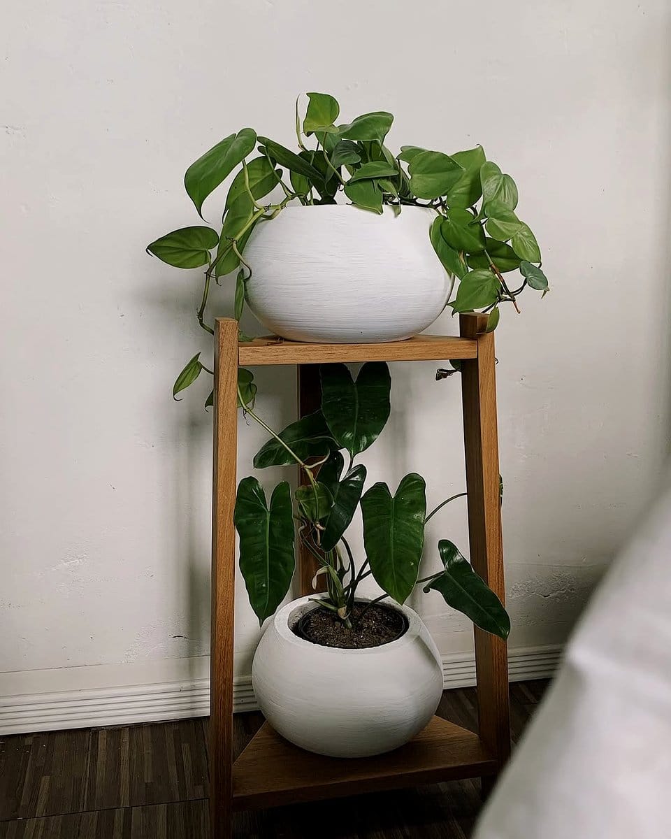 tiered plant stand with Monstera