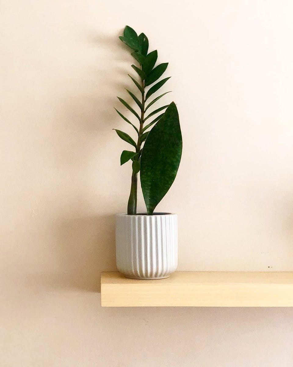 floating shelf with potted plants