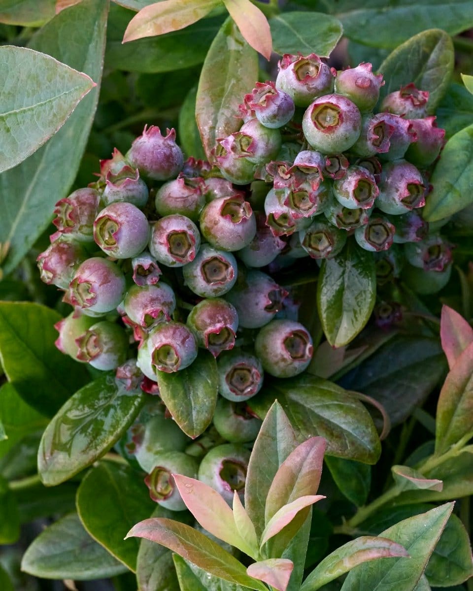 blueberry plants on styled patio