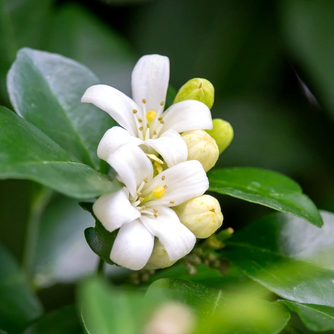night-blooming jasmine and moonflower in a garden nook