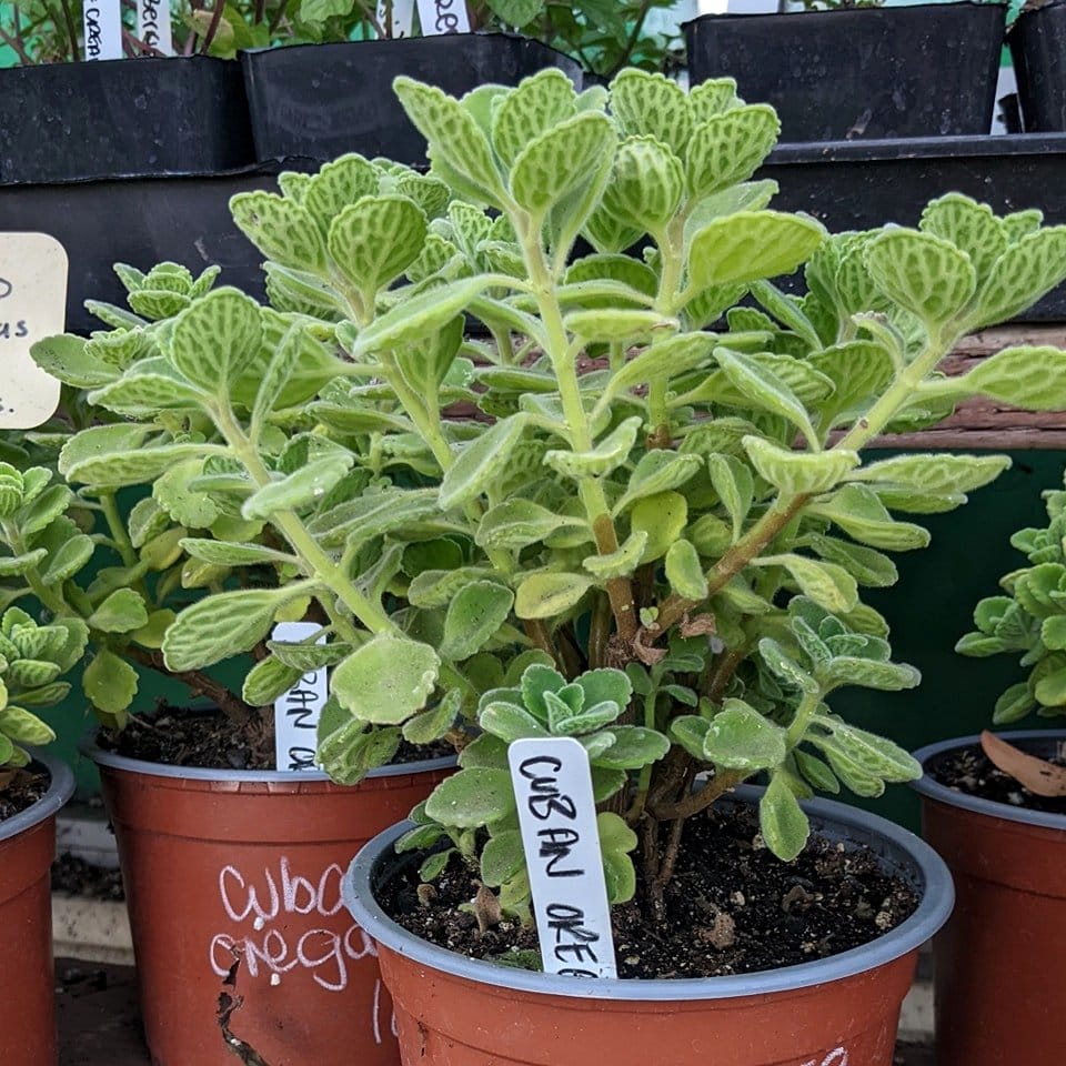 succulent mix with thyme and oregano