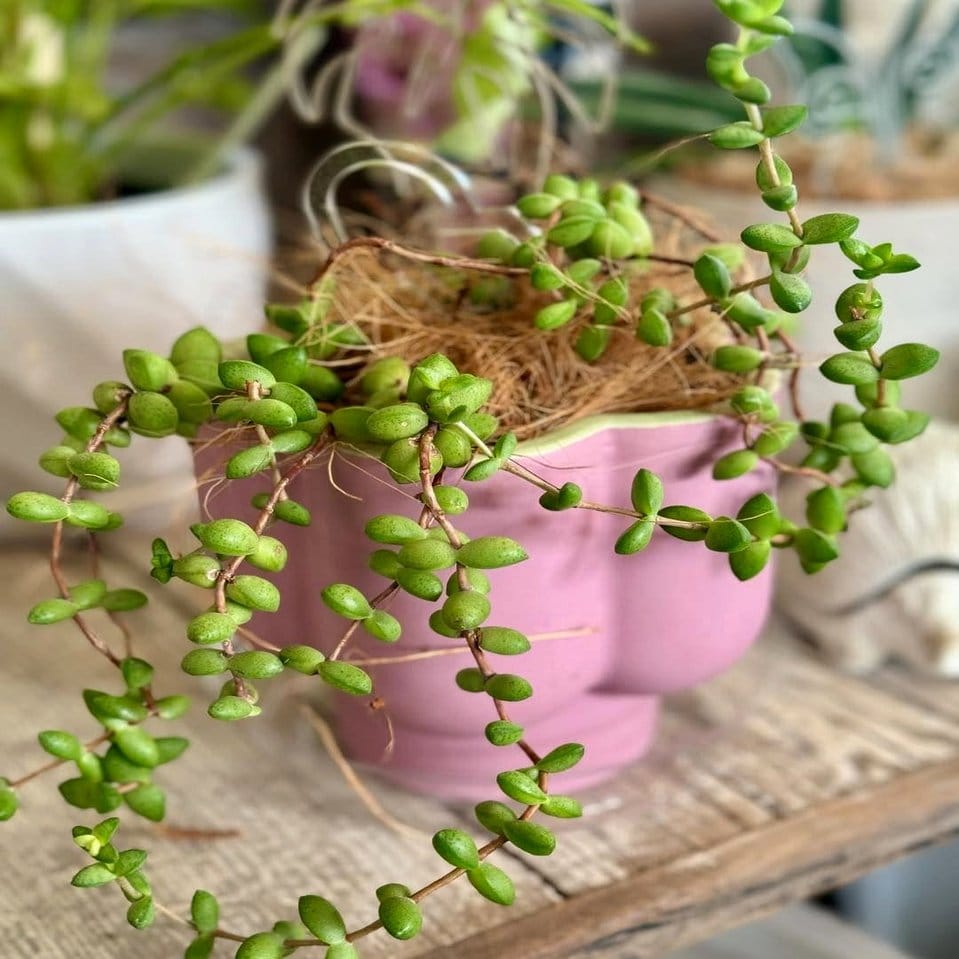 Rattan shelf with assorted succulents and cacti