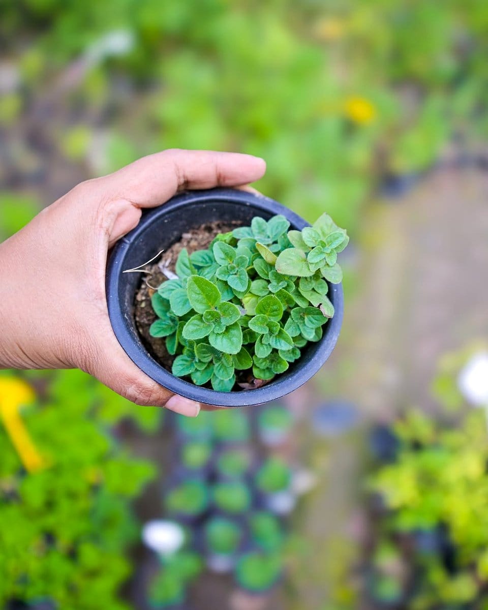 oregano plant in ceramic pot